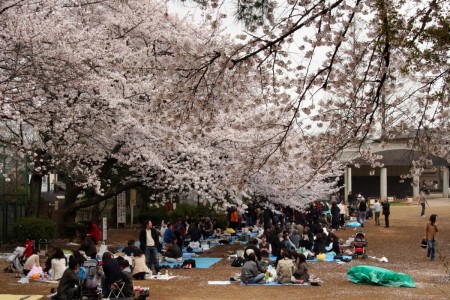日本-櫻花野餐圖