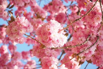 漫步日本櫻花下，在春日做一場粉色美夢(上)