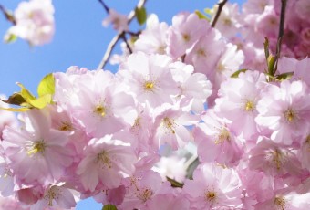 漫步日本櫻花下，在春日做一場粉色美夢(下)